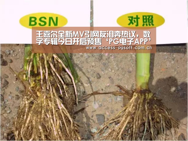 王嘉尔全新MV引网友泪奔热议,数字专辑今日开启预售‘PG电子APP’(图2) pg电子模拟器官网
